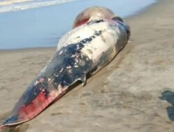 Terdampar di Pantai Selatan Cianjur, Tubuh Ikan Paus Dipotong Warga