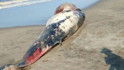 Terdampar di Pantai Selatan Cianjur, Tubuh Ikan Paus Dipotong Warga