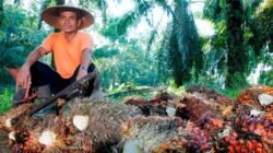 PTPN IV PalmCo Dampingi Peremajaan 49 Ribu Hektare Lebih Kebun Sawit Rakyat