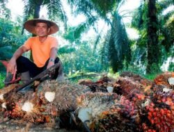 PTPN IV PalmCo Dampingi Peremajaan 49 Ribu Hektare Lebih Kebun Sawit Rakyat
