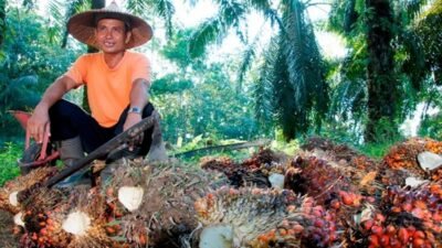 PTPN IV PalmCo Dampingi Peremajaan 49 Ribu Hektare Lebih Kebun Sawit Rakyat