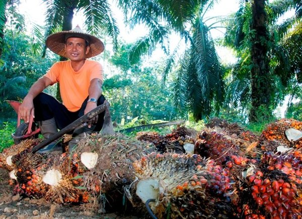 PTPN IV PalmCo Dampingi Peremajaan 49 Ribu Hektare Lebih Kebun Sawit Rakyat