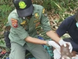 Untuk Bertahan Hidup, Satwa Liar Perluas Wilayah Jelajah Saat El-Nino-Kemarau Panjang