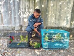 3 Pelaku Perdagangan Satwa Liar Dilindungi di Papua Via Medsos Ditetapkan Tersangka Kemenhut