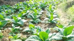 3.000 Hektar Tembakau Blora Jadi Sumber Penghidupan 10.600 Petani