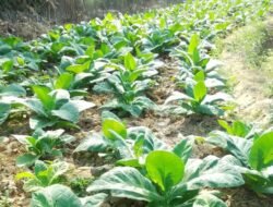 3.000 Hektar Tembakau Blora Jadi Sumber Penghidupan 10.600 Petani