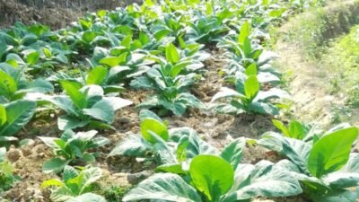 3.000 Hektar Tembakau Blora Jadi Sumber Penghidupan 10.600 Petani
