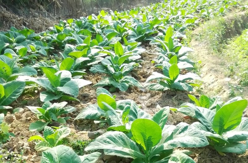 3.000 Hektar Tembakau Blora Jadi Sumber Penghidupan 10.600 Petani