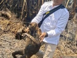 Karhutla di Hulu Sungai Selatan, 12 Kematian Satwa Bekantan Dikonfirmasi BKSDA Kalsel