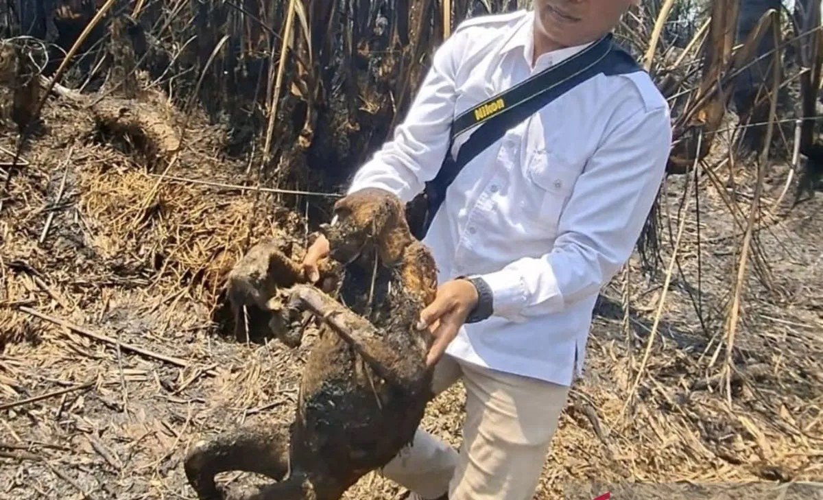 bekantan