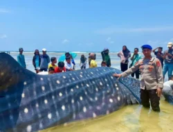 Terdampar di Wakatobi Sulawesi Tenggara, Hiu Paus 9 Meter Ditemukan Mati