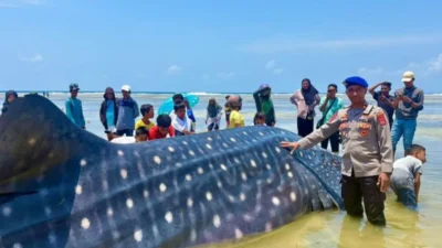 Terdampar di Wakatobi Sulawesi Tenggara, Hiu Paus 9 Meter Ditemukan mati