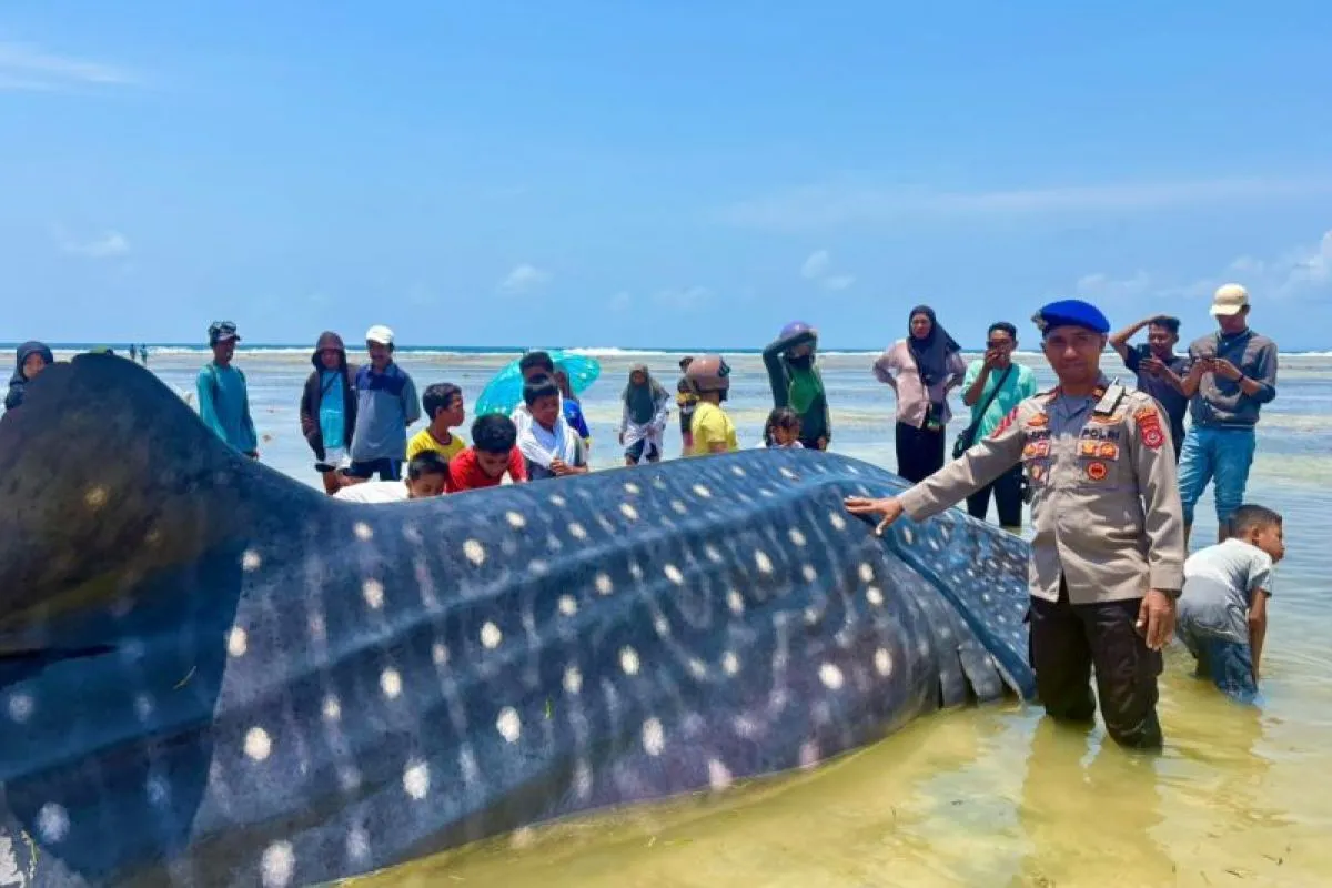 wakatobi