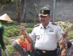 Lapas Kediri Panen 120 Kg Ubi Cilembu dari Program Pembinaan Warga Binaan