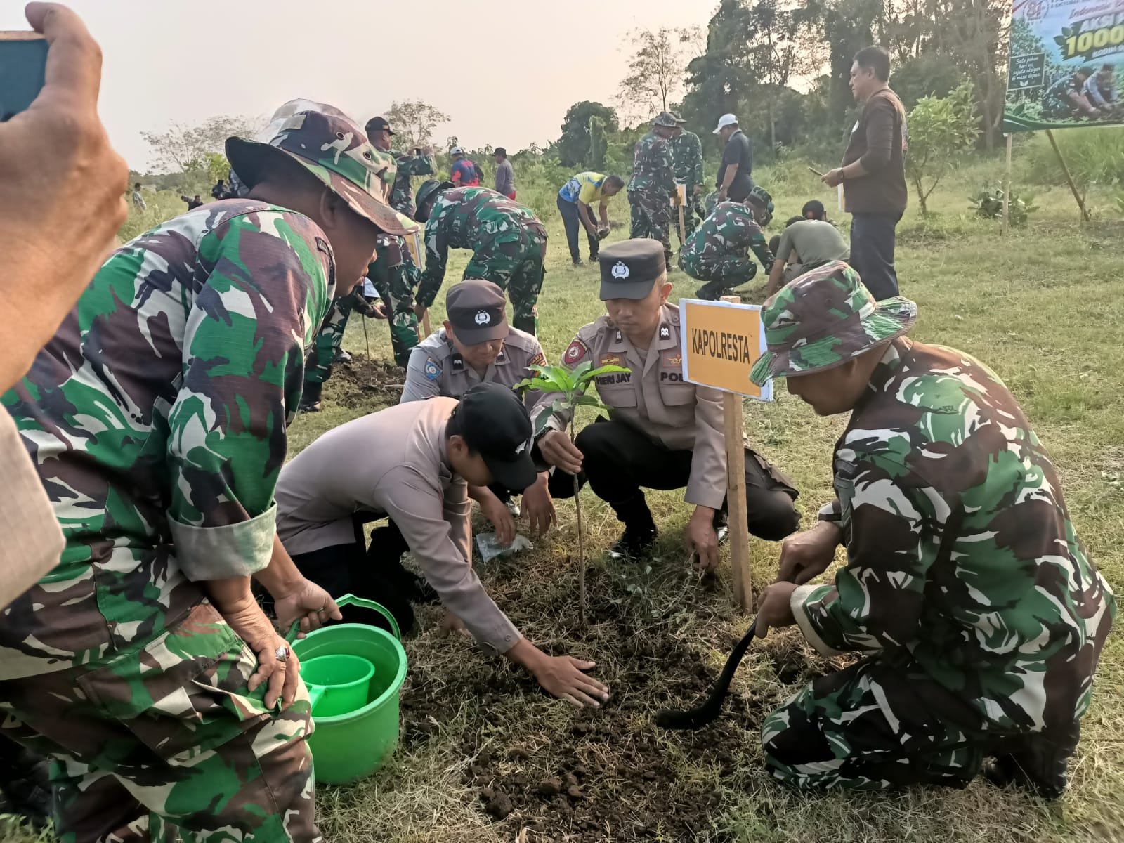 Bibit pohon