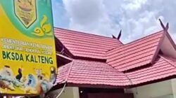 Orang Utan Yondu Ditemukan di Area Bekas Karhutla, BKSDA Kalteng Temukan Hernia