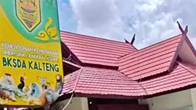 Orang Utan Yondu Ditemukan di Area Bekas Karhutla, BKSDA Kalteng Temukan Hernia