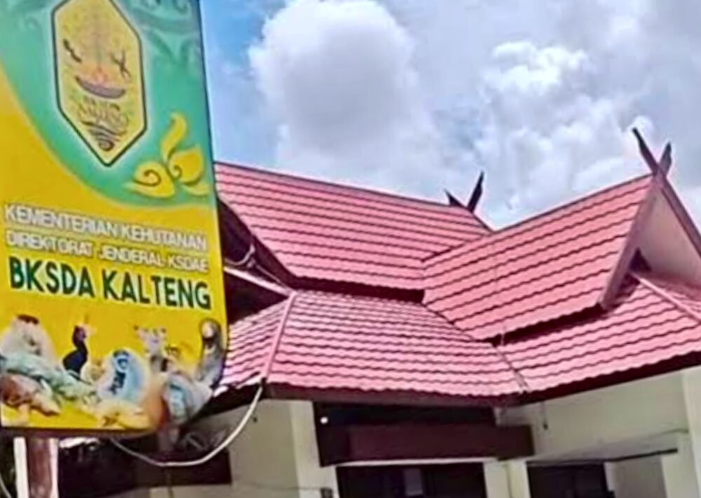 Orang Utan Yondu Ditemukan di Area Bekas Karhutla, BKSDA Kalteng Temukan Hernia