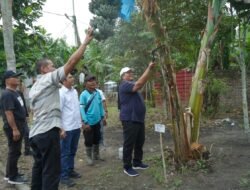 Bupati Asahan Panen Perdana Pisang Kepok Abu