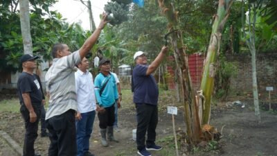Bupati Asahan Panen Perdana Pisang Kepok Abu