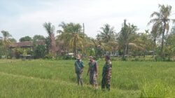 Gerakan Ketahanan Pangan Nasional, Koramil Tegalsiwalan Laksanakan Pendampingan Dan Pengawasan Perawatan Tanaman Padi
