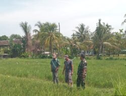 Gerakan Ketahanan Pangan Nasional, Koramil Tegalsiwalan Laksanakan Pendampingan dan Pengawasan Perawatan Tanaman Padi