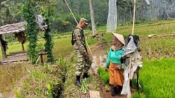 Gerakan Ketahanan Pangan Nasional, Koramil Pajarakan Laksanakan Pendampingan Dan Pengawasan Proses Penanaman Padi