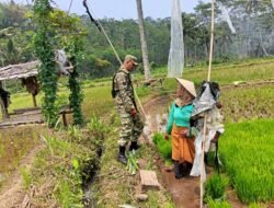 Gerakan Ketahanan Pangan Nasional, Koramil Pajarakan Laksanakan Pendampingan Dan Pengawasan Proses Penanaman Padi