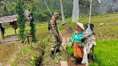 Gerakan Ketahanan Pangan Nasional, Koramil Pajarakan Laksanakan Pendampingan Dan Pengawasan Proses Penanaman Padi