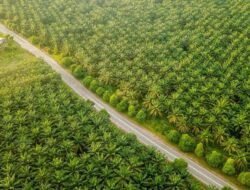 PTPN IV PalmCo Akselerasi Sertifikasi Keberlanjutan, Premium Price Tumbuh Hampir 50 persen