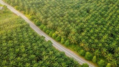 PTPN IV PalmCo Akselerasi Sertifikasi Keberlanjutan, Premium Price Tumbuh Hampir 50 persen