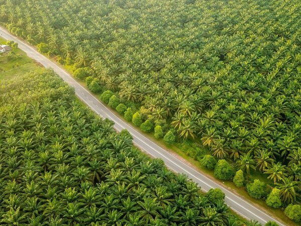 PTPN IV PalmCo Akselerasi Sertifikasi Keberlanjutan, Premium Price Tumbuh Hampir 50 persen